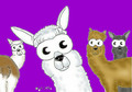 Margery-Rey Alpacas