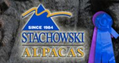 Stachowski Alpacas